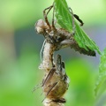 Falkenlibelle (Cordulia aenea)