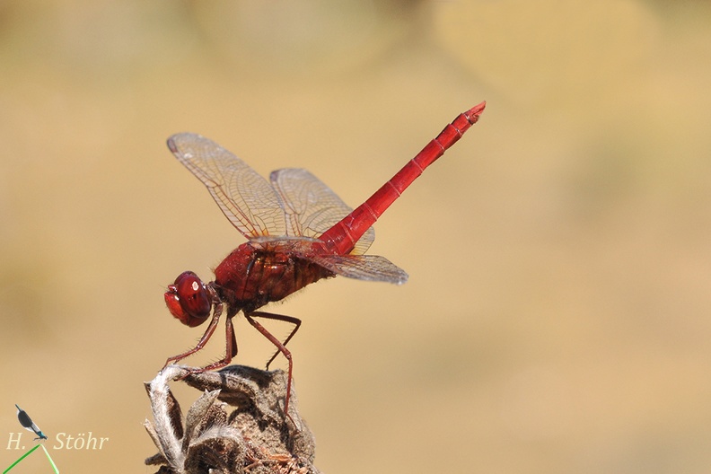 Feuerlibelle - Scarlet Darter (Crocothemis erythraea)
Männchen - Male
Foto: Henrik Stöhr
Ort: Sardinien, Italien
Kamera: Nikon D90, 180mm 1:3,5 Macro (Tamron) feuerlibelle.jpg