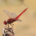 Feuerlibelle (Crocothemis erythraea)