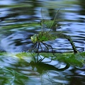 Große Königslibelle (Anax imperator)