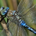 Große Königslibelle (Anax imperator)