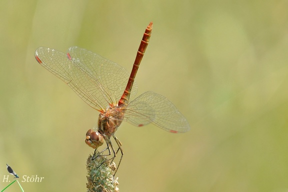 Südliche Heidelibelle (Sympetrum meridionale)