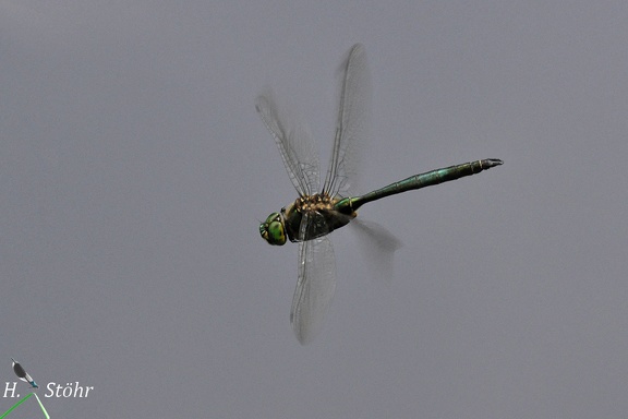 Glänzende Smaragdlibelle (Somatochlora metallica)