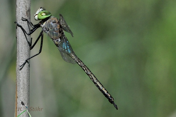 Kleine Königslibelle (Anax parthenope)