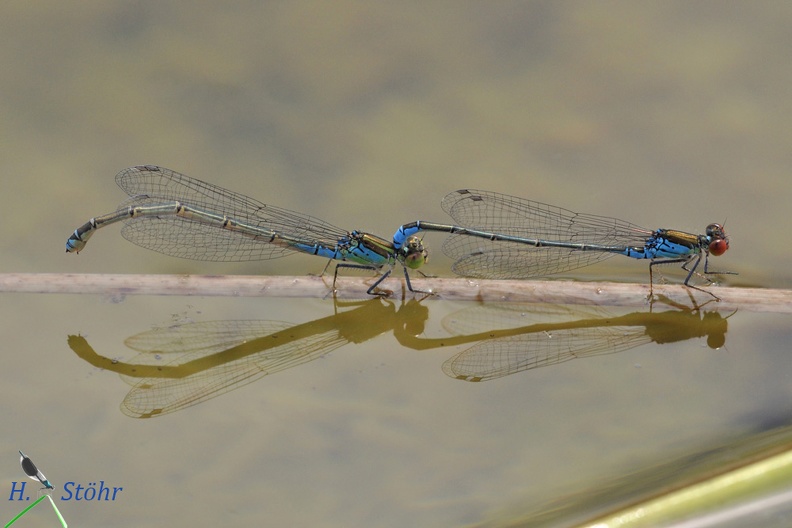 Kleines Granatauge - Small Red-eyed Damselfly (Erythromma viridulum)
Eiablage - Oviposition
Foto: Henrik Stöhr
Ort: Landau a.d. Isar
Kamera: Nikon D90, 180mm 1:3,5 Macro (Tamron) 10_07_2012.jpg