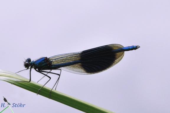 Gebänderte Prachtlibelle (Calopteryx splendens)