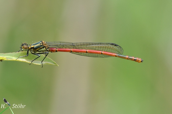 Frühe Adonislibelle (Pyrrhosoma nymphula)