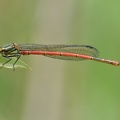 Frühe Adonislibelle (Pyrrhosoma nymphula)