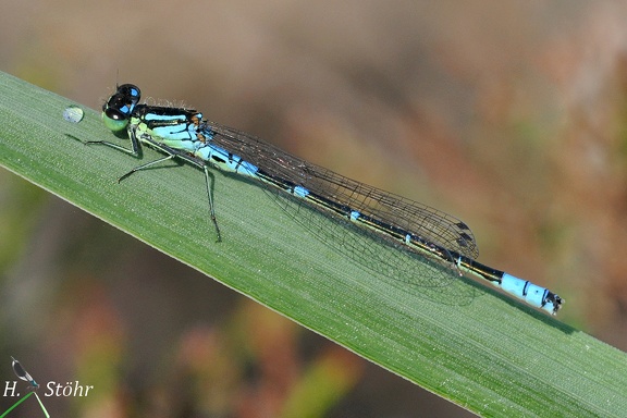 Mond-Azurjungfer (Coenagrion lunulatum)