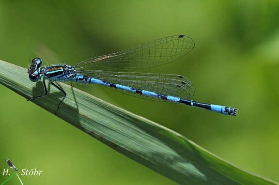 Helm-Azurjungfer (Coenagrion mercuriale)