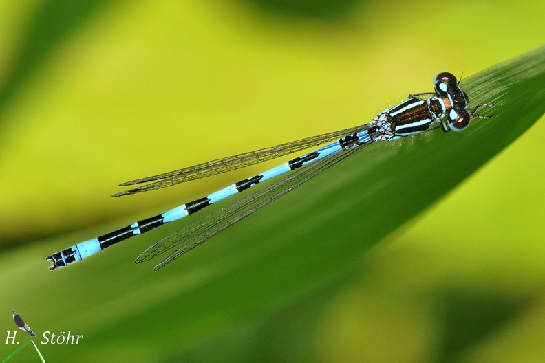 Helm-Azurjungfer (Coenagrion mercuriale)