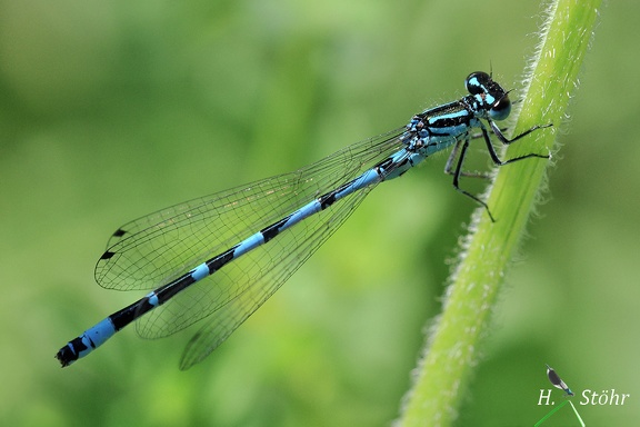 Vogel-Azurjungfer (Coenagrion ornatum)