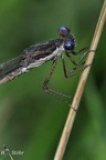 Gemeine Winterlibelle (Sympecma fusca)