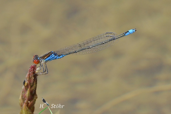 Kleines Granatauge (Erythromma viridulum)