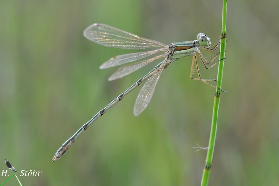 Südliche Binsenjungfer (Lestes barbarus)