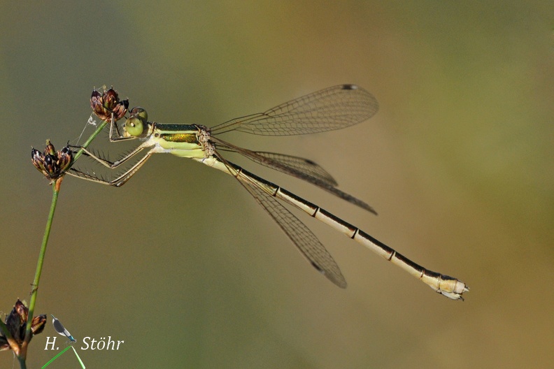 Südliche Binsenjungfer (Lestes barbarus)