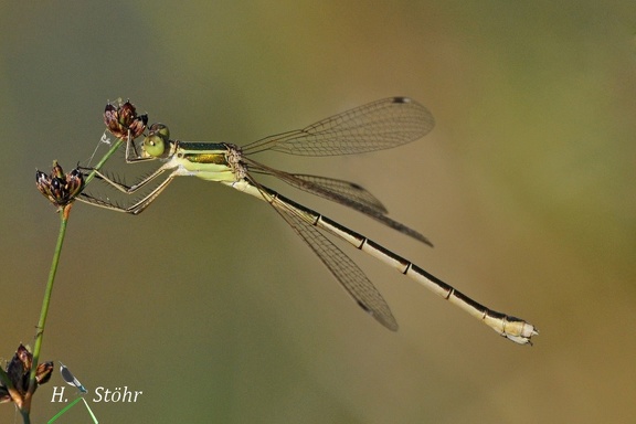 Südliche Binsenjungfer (Lestes barbarus)