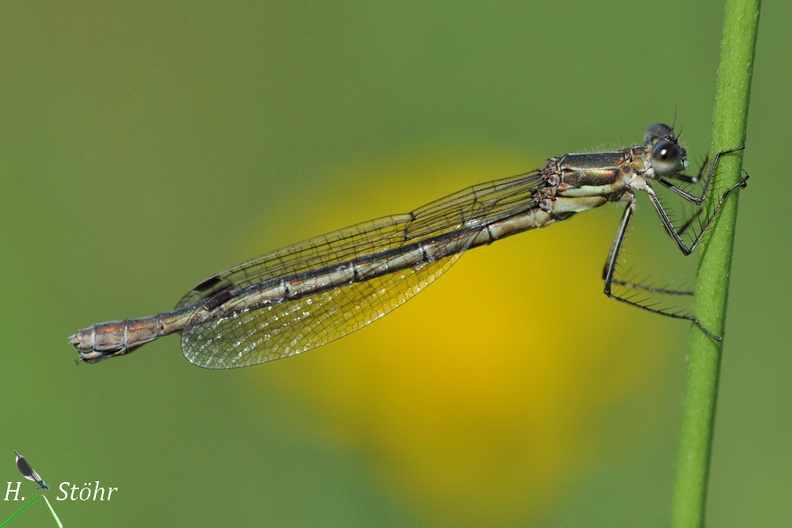 Gemeine Binsenjungfer - Common Spreadwing (Lestes sponsa)
Weibchen - Female
Foto: Henrik Stöhr
Ort: Naturpark Schönbuch
Kamera: Nikon D90, 180mm 1:3,5 Macro (Tamron) Les_sponsa_f.jpg