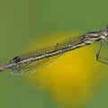 Gemeine Binsenjungfer (Lestes sponsa)