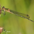 Gemeine Binsenjungfer (Lestes sponsa)