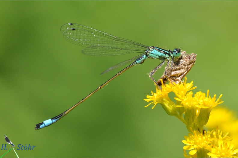 Große Pechlibelle (Ischnura elegans)