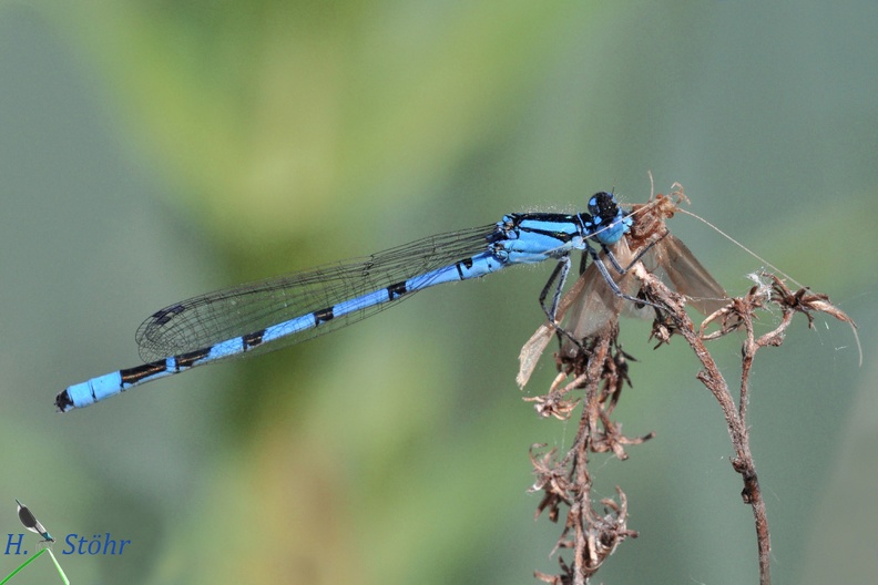 Gemeine Becherjungfer (Enallagma cyathigerum)