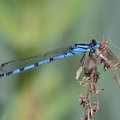 Gemeine Becherjungfer (Enallagma cyathigerum)