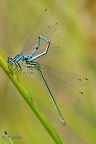 Hufeisen-Azurjungfer (Coenagrion puella)