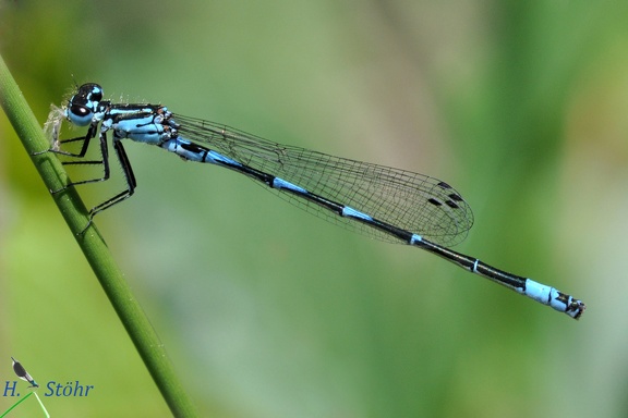 Fledermaus-Azurjungfer (Coenagrion pulchellum)