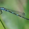 Fledermaus-Azurjungfer (Coenagrion pulchellum)