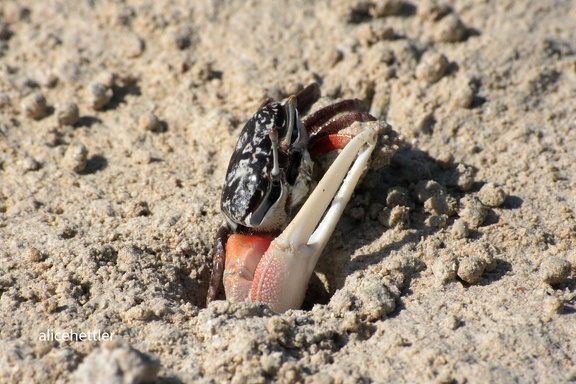 Winkerkrabbe (Uca sp.)