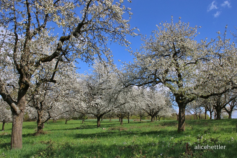 Streuobstwiese