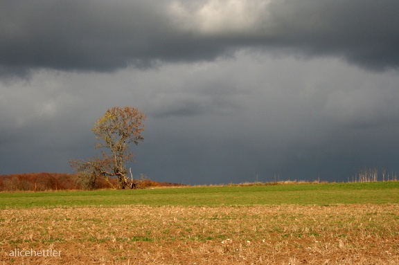 Herbstwiese