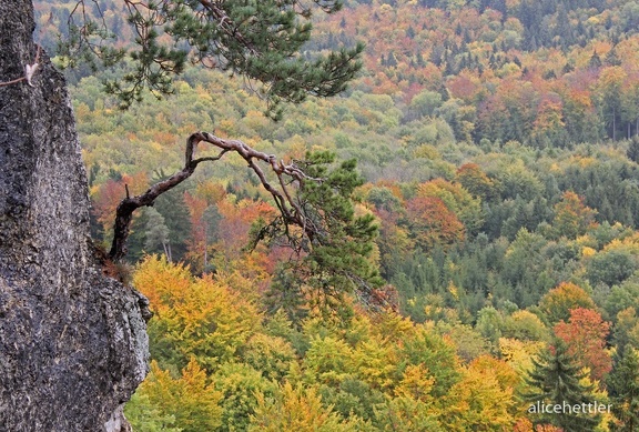 Herbstwald 