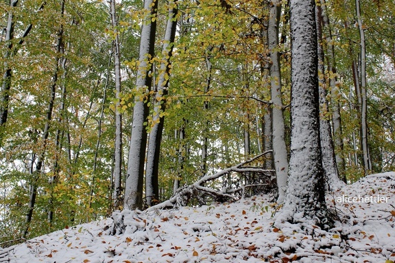 Winter im Herbst 