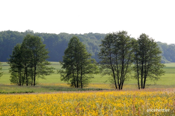 Ehrenbachtal