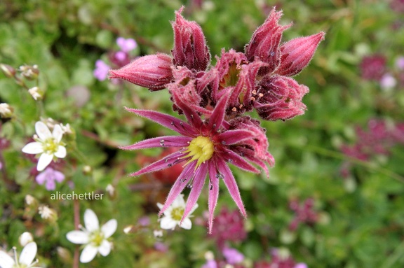 Berg-Hauswurz (Sempervivum montanum)