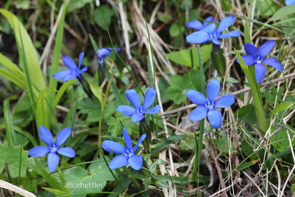 Frühlings-Enzian (Gentiana verna)