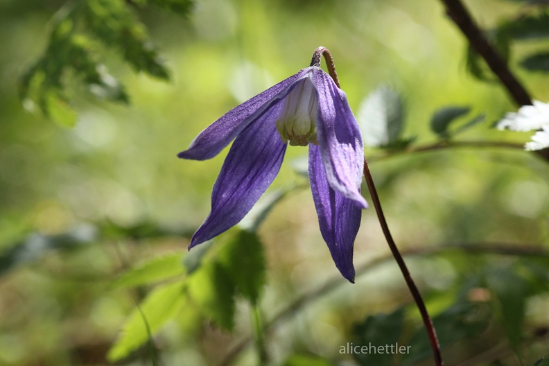 Alpen-Waldrebe (Clematis alpina)