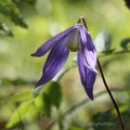 Alpen-Waldrebe (Clematis alpina)