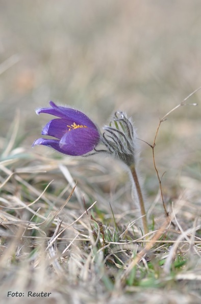 Gewöhnliche Kuhschelle (Pulsatilla vulgaris)