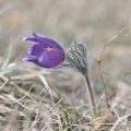 Gewöhnliche Kuhschelle (Pulsatilla vulgaris)