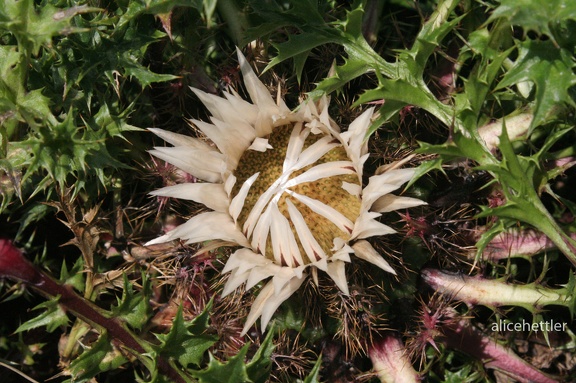 Gewöhnliche Silberdistel (Carlina acaulis)