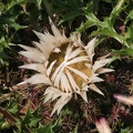 Gewöhnliche Silberdistel (Carlina acaulis)