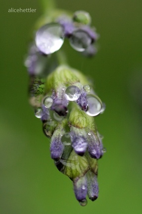 Echter Lavendel (Lavandula officinalis)