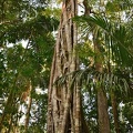 Würgefeige (Ficus sp.)