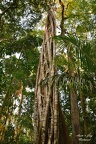 Würgefeige (Ficus sp.)