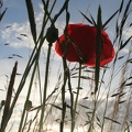 Klatschmohn (Papaver rhoeas)