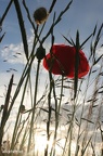 Klatschmohn (Papaver rhoeas)