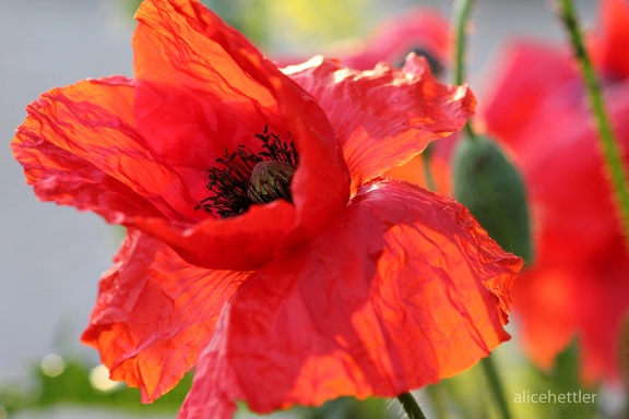 Klatschmohn (Papaver rhoeas)